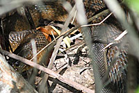 Brown Watersnake