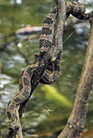 Brown Watersnake