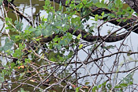 Brown Watersnake