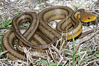 Eastern Ratsnake