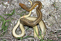 Eastern Ratsnake