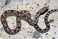 Sonoran Gopher Snake 