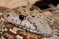 Sonoran Gopher Snake 