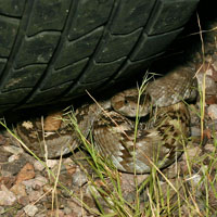 Black-tailed Rattlesnake 