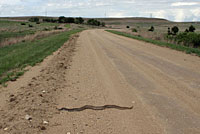 Bullsnake habitat