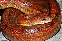 Red Cornsnake