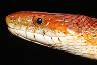 Red Cornsnake