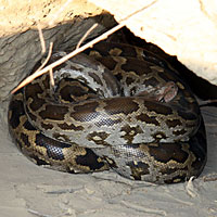 Indian Rock Python 