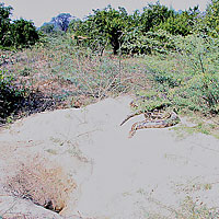 Indian Rock Python 