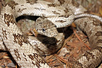 Gray Ratsnake