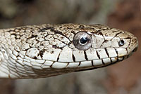 Gray Ratsnake