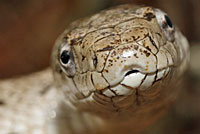 Gray Ratsnake