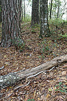 Gray Ratsnake