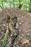 Gray Ratsnake