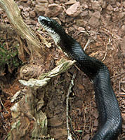 Gray Ratsnake