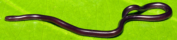 Brahminy Blindsnake