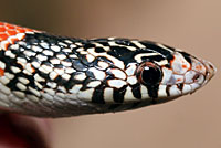 Long-nosed Snake 