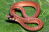 Texas Brownsnake