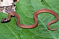 Texas Brownsnake