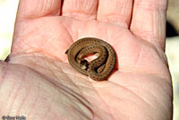 Texas Brownsnake