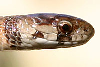 Texas Brownsnake