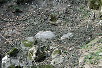 Red-sided Gartersnakes in Den