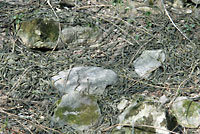 Red-sided Gartersnakes in Den