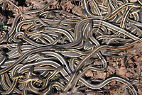 Red-sided Gartersnakes in Den