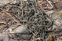 Red-sided Gartersnakes in Den