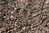 Red-sided Gartersnakes in Den