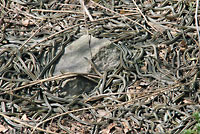 Red-sided Gartersnakes in Den