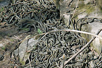 Red-sided Gartersnakes in Den