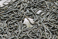 Red-sided Gartersnakes in Den