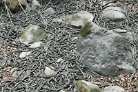 Red-sided Gartersnakes in Den