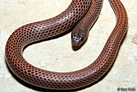 Variable Groundsnake