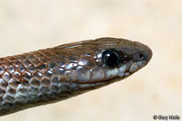 Variable Groundsnake