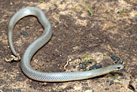 Variable Groundsnake