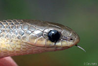 ground snake