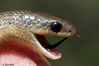 Variable Groundsnake