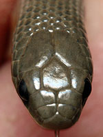 Variable Groundsnake