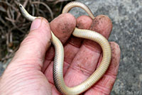 Variable Groundsnake