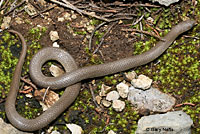 Variable Groundsnake