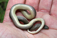 Variable Groundsnake