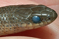 Variable Groundsnake