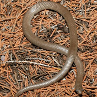 Variable Groundsnake