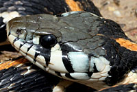 Eastern Black-necked Gartersnake