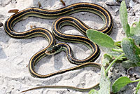 Gulf Coast Ribbon Snake