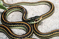 Gulf Coast Ribbon Snake