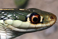 Gulf Coast Ribbon Snake