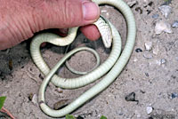 Gulf Coast Ribbon Snake